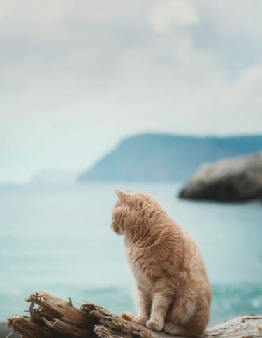 Cat in lake