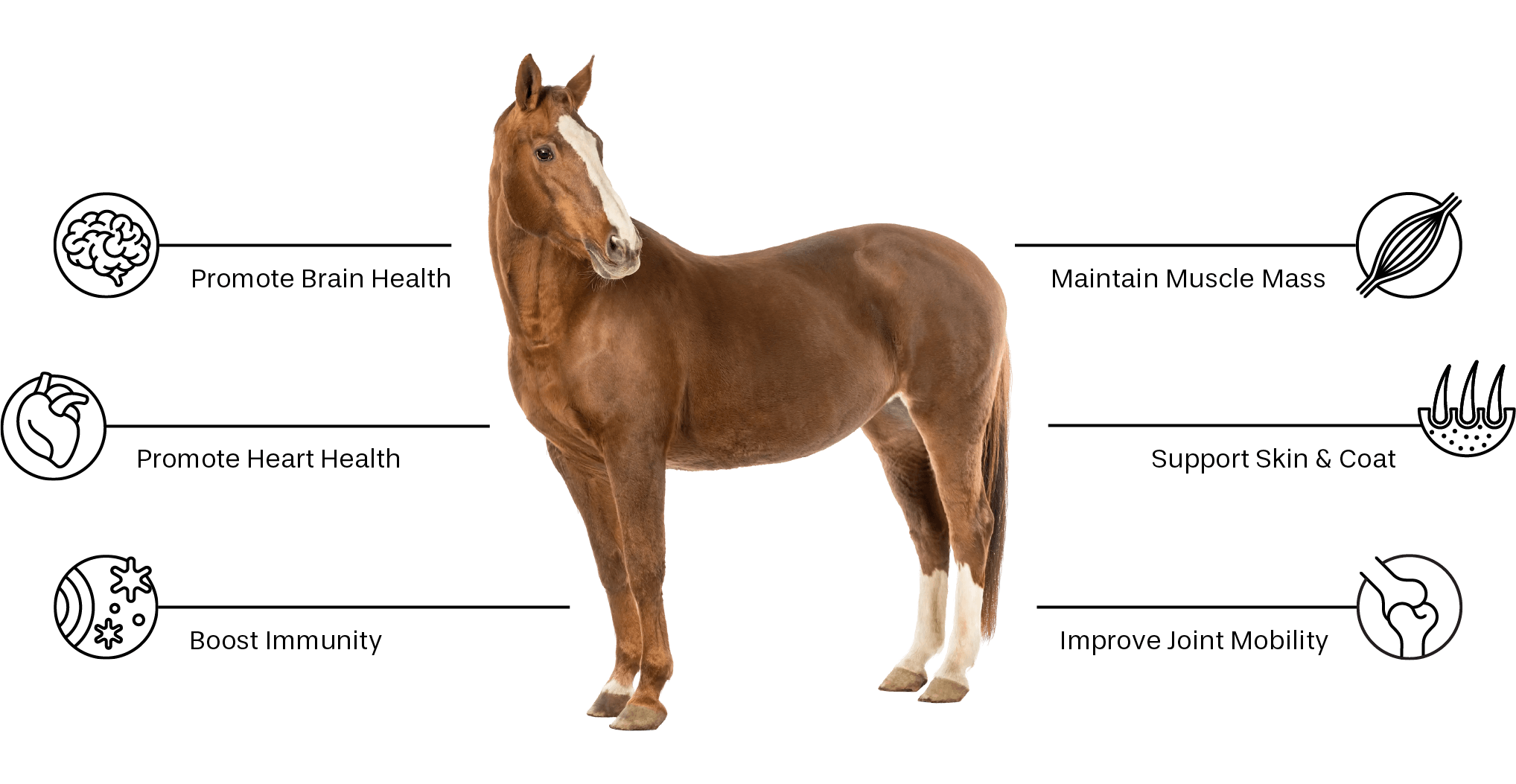 equine-products-horse-the-ultimate-salmon-superfood